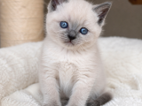 Scottish Fold yavrular