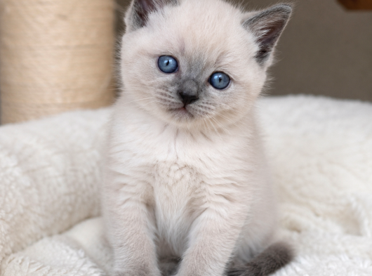 Scottish Fold yavrular