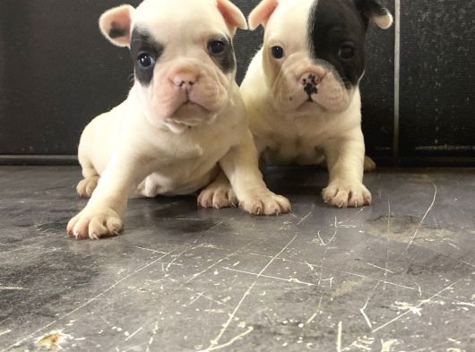 Fransız Bulldog Yavrularımız