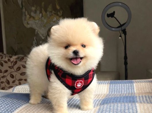 Ankaranın Pomeranian Merkezi Herkesi Bekleriz görsel