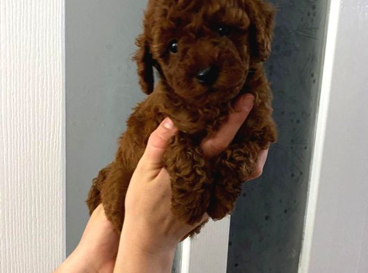 Red Brown Toy Poodle Yavrum görsel