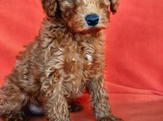 Poodle Dediğin Böyle Olur 40 Takla Atmaya Gerek Yok