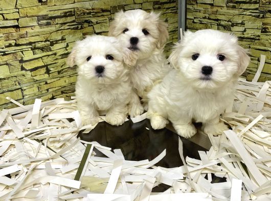 BİRİNCİ SINIF MALTİPOO YAVRULARIMIZ GELMİŞTİR