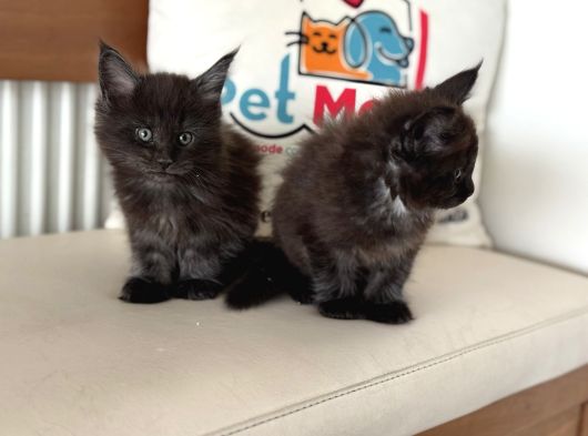 Anlarada Yasal Ruhsatlı Çiftlikden Sçr Li Maine Coon Yavrula görsel