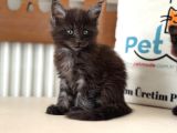 Anlarada Yasal Ruhsatlı Çiftlikden Sçr Li Maine Coon Yavrula