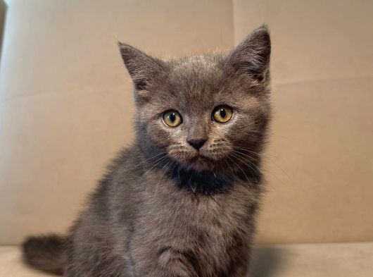 Gri Dişi British Short Hair görsel
