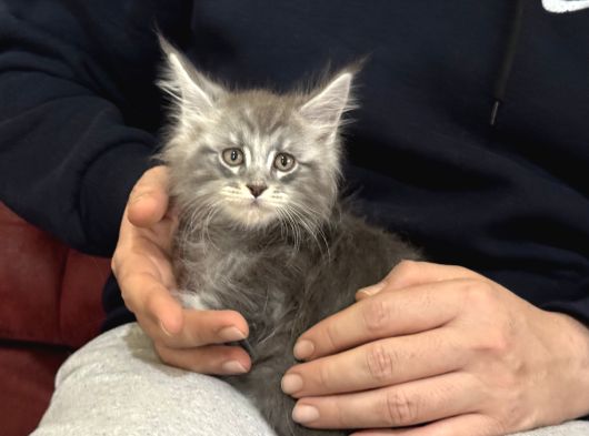 Anlarada Yasal Ruhsatlı Çiftlikden Sçr Li Maine Coon Yavrula görsel