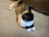 Ragdoll Bebeklerimiz Yeni Yuvalarını Arıyor