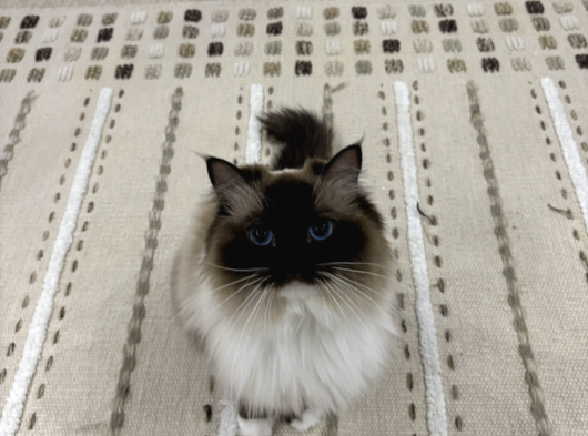 Ragdoll Bebeklerimiz Yeni Yuvalarını Arıyor
