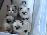 Ragdoll Bebeklerimiz Yeni Yuvalarını Arıyor