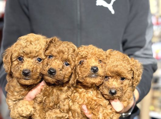 Ankaranın En Cok Poodle Olan Poodle Merkezi görsel