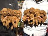 Ankaranın En Cok Poodle Olan Poodle Merkezi