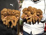 Ankaranın En Cok Poodle Olan Poodle Merkezi