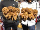 Ankaranın En Cok Poodle Olan Poodle Merkezi