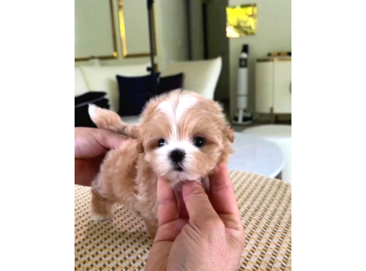 Vecihiden Garantili Mini Boy Tüy Dökmez Maltipo Bebekleri görsel