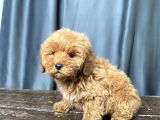 Apri̇cot Renk Maltipoo Erkek Yavrumuz