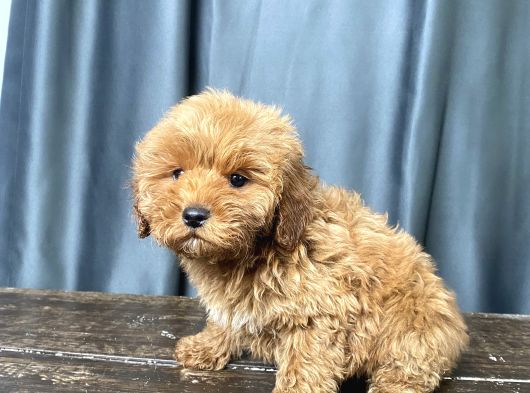 Apri̇cot Renk Maltipoo Erkek Yavrumuz görsel