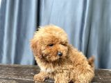 Apri̇cot Renk Maltipoo Erkek Yavrumuz
