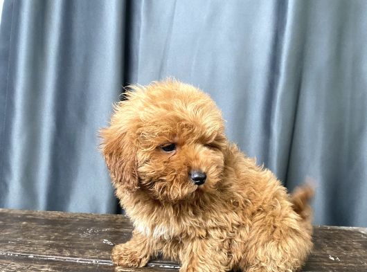 Apri̇cot Renk Maltipoo Erkek Yavrumuz görsel