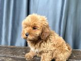 Apri̇cot Renk Maltipoo Erkek Yavrumuz