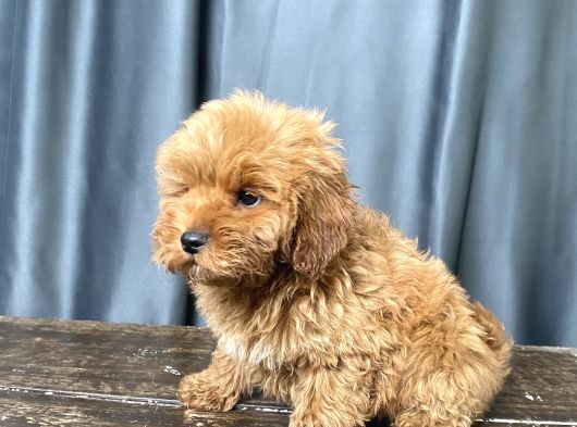 Apri̇cot Renk Maltipoo Erkek Yavrumuz görsel