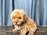 Apri̇cot Renk Maltipoo Erkek Yavrumuz