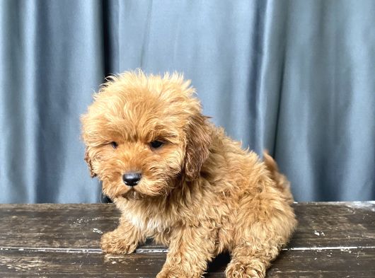 Apri̇cot Renk Maltipoo Erkek Yavrumuz görsel
