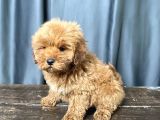 Apri̇cot Renk Maltipoo Erkek Yavrumuz