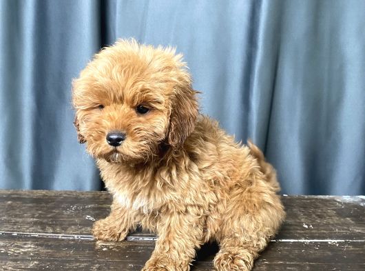 Apri̇cot Renk Maltipoo Erkek Yavrumuz görsel