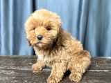 Apri̇cot Renk Maltipoo Erkek Yavrumuz