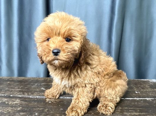 Apri̇cot Renk Maltipoo Erkek Yavrumuz görsel