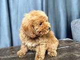 Apri̇cot Renk Maltipoo Erkek Yavrumuz