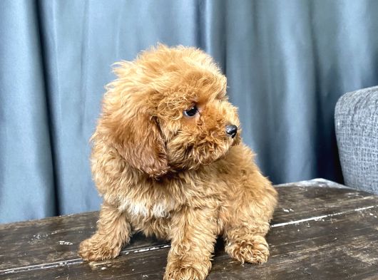 Apri̇cot Renk Maltipoo Erkek Yavrumuz görsel