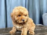 Apri̇cot Renk Maltipoo Erkek Yavrumuz