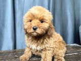Apri̇cot Renk Maltipoo Erkek Yavrumuz