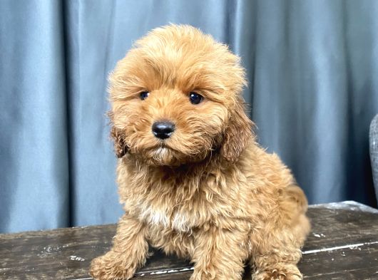 Apri̇cot Renk Maltipoo Erkek Yavrumuz görsel