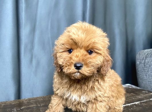 Mi̇ni̇ Boy Malti̇poo Erkek Yavrumuz görsel