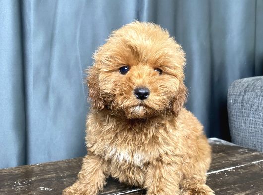 Mi̇ni̇ Boy Malti̇poo Erkek Yavrumuz görsel