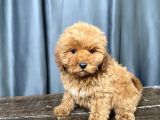 Mi̇ni̇ Boy Malti̇poo Erkek Yavrumuz