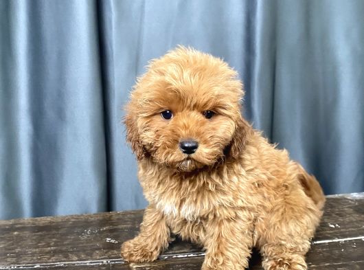 Mi̇ni̇ Boy Malti̇poo Erkek Yavrumuz görsel