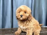 Mi̇ni̇ Boy Malti̇poo Erkek Yavrumuz