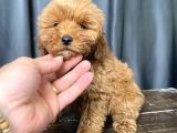 Mi̇ni̇ Boy Malti̇poo Erkek Yavrumuz