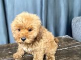 Mi̇ni̇ Boy Malti̇poo Erkek Yavrumuz