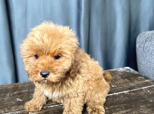 Mi̇ni̇ Boy Malti̇poo Erkek Yavrumuz görsel