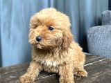 Mi̇ni̇ Boy Malti̇poo Erkek Yavrumuz
