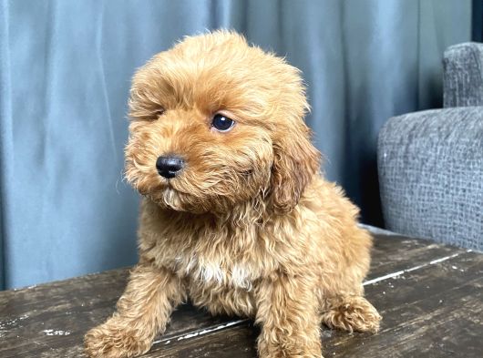 Mi̇ni̇ Boy Malti̇poo Erkek Yavrumuz görsel