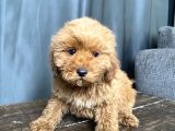 Mi̇ni̇ Boy Malti̇poo Erkek Yavrumuz