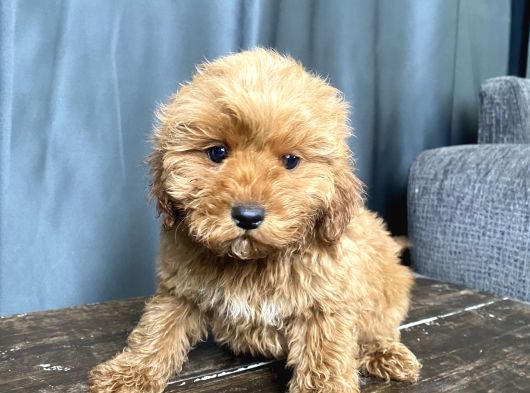 Mi̇ni̇ Boy Malti̇poo Erkek Yavrumuz görsel