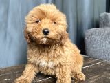 Mi̇ni̇ Boy Malti̇poo Erkek Yavrumuz