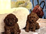 TOY POODLE BEBEKLERİMİZ SİZİ BEKLİYOR